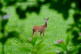 Nature Deer Green