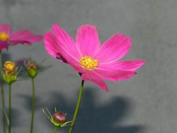 striking Purple Cosmos Flowers
