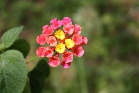 pink flower on blurred green background