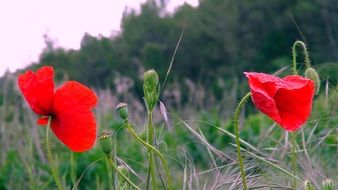 bright red poppies as wildflowers