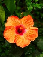 Picture of the Hibiscus Orange Blossom