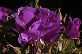 decorative rose rhapsody
