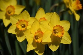 bright yellow daffodils in the sunlight closeup