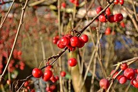 red berries on a bush in sunny autumn