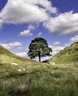 Sycamore Gap was crowned England's 'Tree of the Year' in conservation charity the Woodland