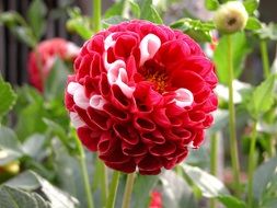 vawesome Dalia Flower