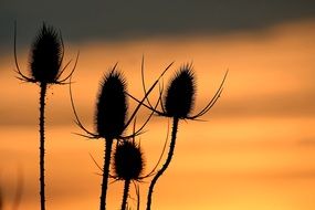 Wild teasel at the sunset