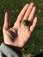 Nut on the hand