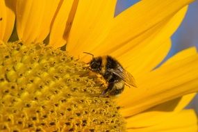 sun flower and a bee