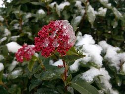 Honeysuckle flowers in snow