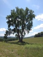 tree on a green hill in Vermont