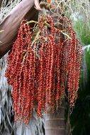 Ripe red seeds of the palm