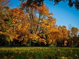 landscape of golden trees in early autumn