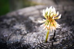 flower on a stump close up