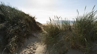 sandy walkway to the beach in the Netherlands