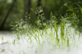 closeup view of green plants in fluff in the forest