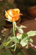 Picture of the orange Rose Flower