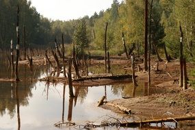 rotten trees in the swamp