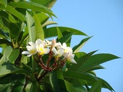 magnificent Plumeria Fragrant