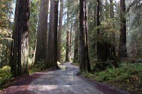 california red trees in the forest