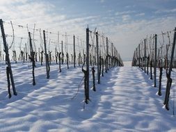 Snow in the vineyard