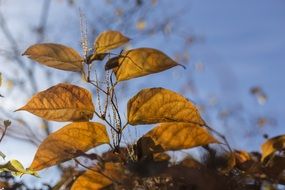 Autumn Late