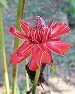 magnificent Ginger flower