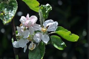 apple flowers on a branch with green leaves