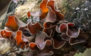 Brown fungus on a tree