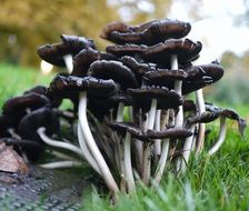 bush of dark mushrooms close-up