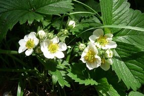 Strawberry Flowers in summer