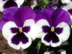 Purple and White Pansy flowers