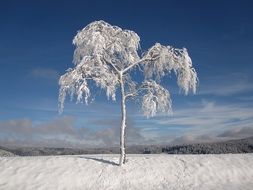 winter magic on a sunny day