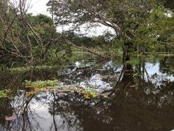 Tropical forest on the Amazon river