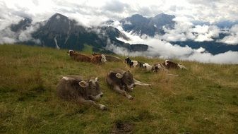Cow herd resting on a alpines