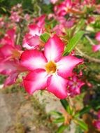 white and pink filigree flowers