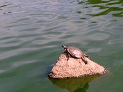turtle on a stone in the middle of the pond