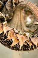 dry sunflower