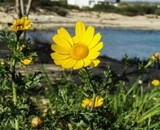 Beautiful Arnica Flower near the water