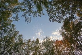 blue Sky framed with green crowns of Trees