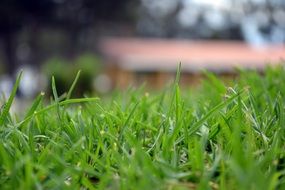 green lawn grass near the house