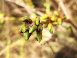 Forsythia buds in spring