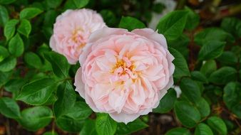 fluffy pink flowers on a green bush close-up