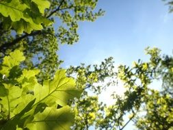 bright sun over the green crowns of a large oak