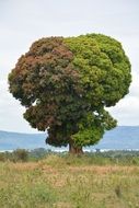 Tree Nature,Africa Tanzania