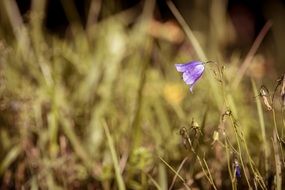 Round Leaved Bellflower or campanula rotundifolia on a blurred background