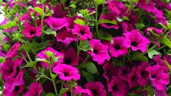 bush with bright pink flowers close-up