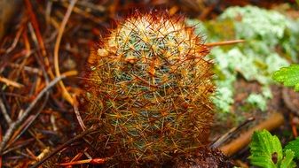 wild brown cactus in nature in colorado