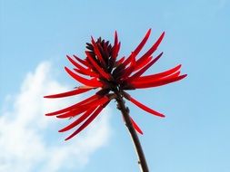 red needle flower petals