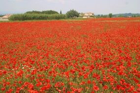 red poppies field on a sunny day